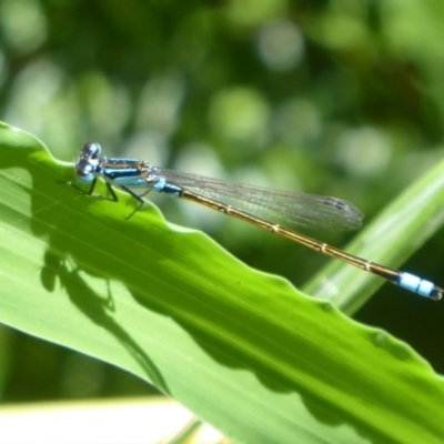 Unidentified Damselfly (Zygoptera) at Herdsman, WA - 11 Sep 2019 by Christine