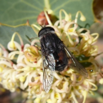 Tabanidae (family) (Unidentified march or horse fly) at Canning Mills, WA - 11 Sep 2019 by Christine