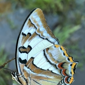 Charaxes sempronius at Murrumbateman, NSW - 15 May 2022 04:31 PM