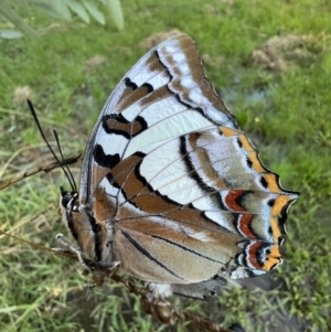 Charaxes sempronius at Murrumbateman, NSW - 15 May 2022