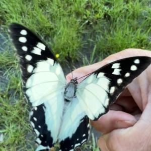 Charaxes sempronius at Murrumbateman, NSW - 15 May 2022