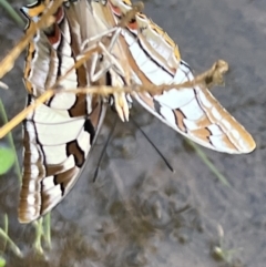 Charaxes sempronius at Murrumbateman, NSW - 15 May 2022