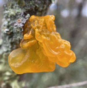 Tremella mesenterica at Stromlo, ACT - 15 May 2022