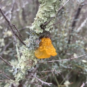 Tremella mesenterica at Stromlo, ACT - 15 May 2022