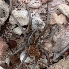 Unidentified Wolf spider (Lycosidae) at Lightning Ridge, NSW - 26 Apr 2022 by SimoneC
