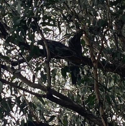 Podargus strigoides (Tawny Frogmouth) at Forde, ACT - 15 May 2022 by 1pepsiman