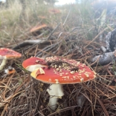 Amanita muscaria (Fly Agaric) at O'Connor, ACT - 14 May 2022 by 1pepsiman