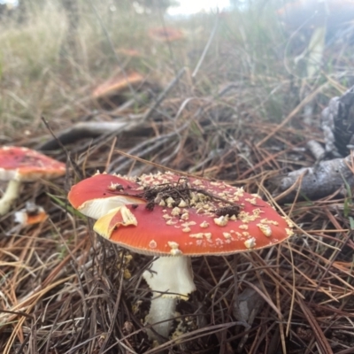 Amanita muscaria (Fly Agaric) at O'Connor, ACT - 14 May 2022 by 1pepsiman