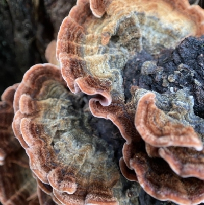 Xylobolus illudens (Purplish Stereum) at Stromlo, ACT - 16 May 2022 by AJB