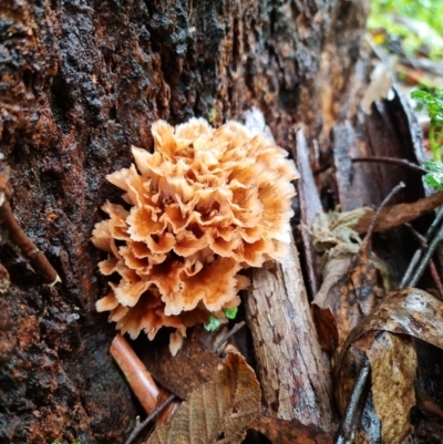 Podoscypha petalodes at Namadgi National Park - 14 May 2022 by pixelnips