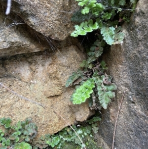 Asplenium subglandulosum at Stromlo, ACT - 15 May 2022 03:03 PM