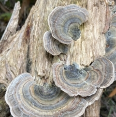Trametes versicolor (Turkey Tail) at Paddys River, ACT - 10 May 2022 by AJB
