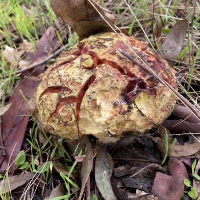 Bolete sp. at Stromlo, ACT - 15 May 2022 by AJB