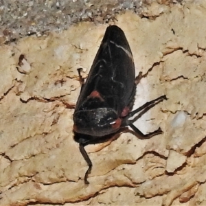 Eurymeloides lineata at Wanniassa, ACT - 14 May 2022