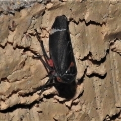 Eurymeloides lineata at Wanniassa, ACT - 14 May 2022 09:47 PM