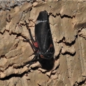 Eurymeloides lineata at Wanniassa, ACT - 14 May 2022