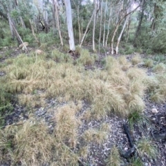 Rytidosperma pallidum (Red-anther Wallaby Grass) at Mount Jerrabomberra QP - 15 May 2022 by Steve_Bok