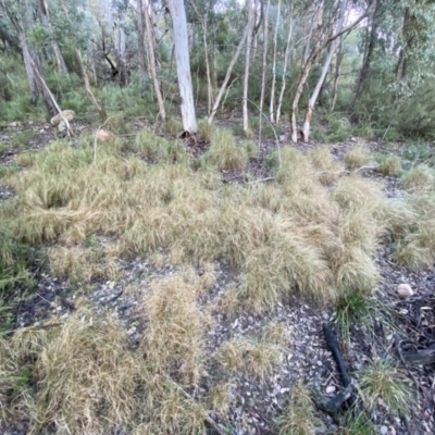 Rytidosperma pallidum (Red-anther Wallaby Grass) at Jerrabomberra, NSW - 15 May 2022 by SteveBorkowskis