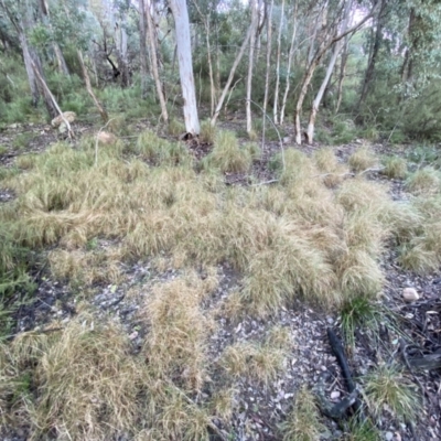 Rytidosperma pallidum (Red-anther Wallaby Grass) at Jerrabomberra, NSW - 15 May 2022 by Steve_Bok