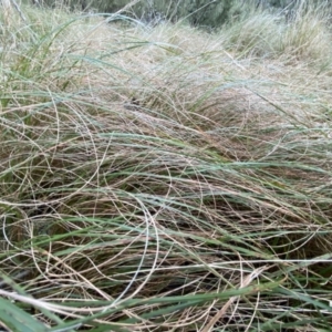 Rytidosperma pallidum at Jerrabomberra, NSW - 15 May 2022