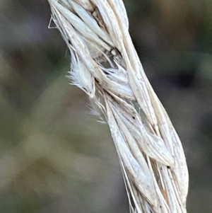 Rytidosperma pallidum at Jerrabomberra, NSW - 15 May 2022