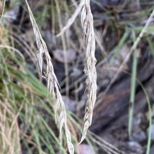 Rytidosperma pallidum at Jerrabomberra, NSW - 15 May 2022