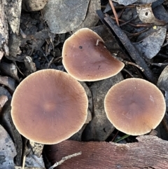 zz agaric (stem; gills white/cream) at Mount Jerrabomberra - 15 May 2022 by SteveBorkowskis