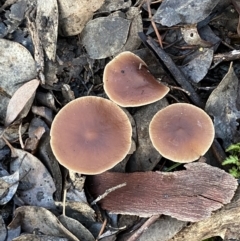 zz agaric (stem; gills white/cream) at Jerrabomberra, NSW - 15 May 2022