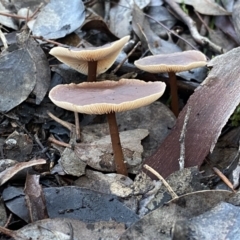 zz agaric (stem; gills white/cream) at Jerrabomberra, NSW - 15 May 2022