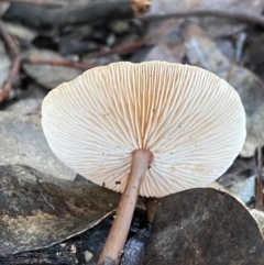 zz agaric (stem; gills white/cream) at Jerrabomberra, NSW - 15 May 2022