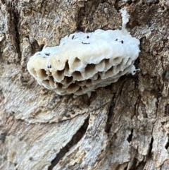 Hexagonia vesparia (Wasp Nest Polypore) at Karabar, NSW - 15 May 2022 by SteveBorkowskis