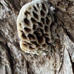 Hexagonia vesparia at Karabar, NSW - 15 May 2022