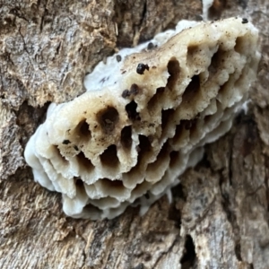 Hexagonia vesparia at Karabar, NSW - 15 May 2022