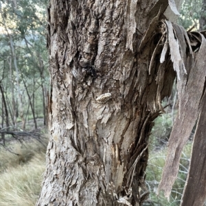 Hexagonia vesparia at Karabar, NSW - 15 May 2022 04:55 PM