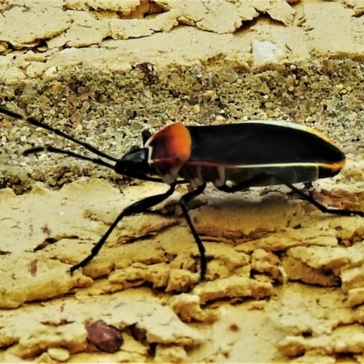 Dindymus versicolor (Harlequin Bug) at Wanniassa, ACT - 13 May 2022 by JohnBundock