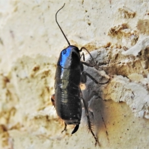 Platyzosteria melanaria at Wanniassa, ACT - 13 May 2022 02:19 PM