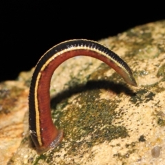 Hirudinea sp. (Class) at Acton, ACT - 13 May 2022