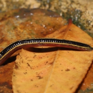 Hirudinea sp. (Class) at Acton, ACT - 13 May 2022