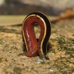 Hirudinea sp. (Class) at Acton, ACT - 13 May 2022