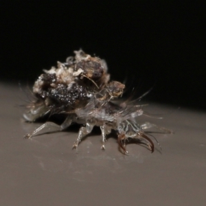 Chrysopidae (family) at Acton, ACT - 13 May 2022