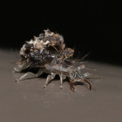 Chrysopidae (family) (Unidentified Green lacewing) at Acton, ACT - 13 May 2022 by TimL