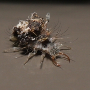 Chrysopidae (family) at Acton, ACT - 13 May 2022