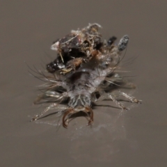 Chrysopidae (family) at Acton, ACT - 13 May 2022