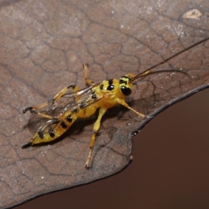 Xanthopimpla sp. (genus) at Acton, ACT - 13 May 2022