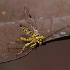 Xanthopimpla sp. (genus) at Acton, ACT - 13 May 2022