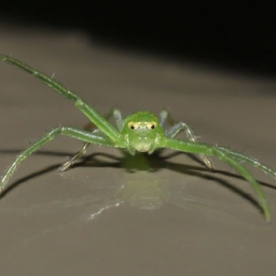 Cetratus rubropunctatus (Long green crab spider) at ANBG - 13 May 2022 by TimL