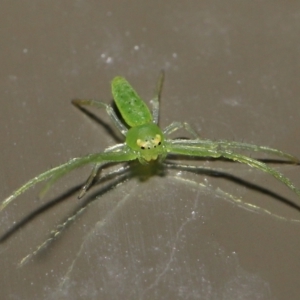 Cetratus rubropunctatus at Acton, ACT - 13 May 2022