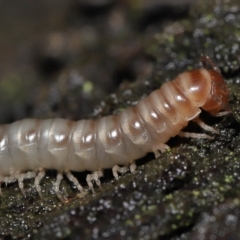 Diplopoda (class) (Unidentified millipede) at Acton, ACT - 13 May 2022 by TimL