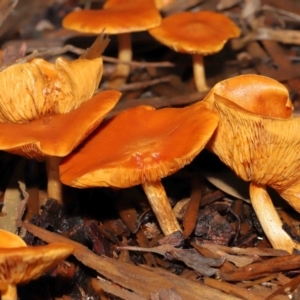 zz agaric (stem; gills not white/cream) at Acton, ACT - 13 May 2022 12:00 PM