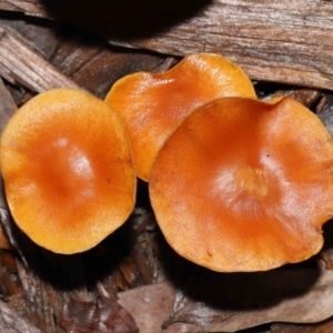 zz agaric (stem; gills not white/cream) at Acton, ACT - 13 May 2022 12:00 PM